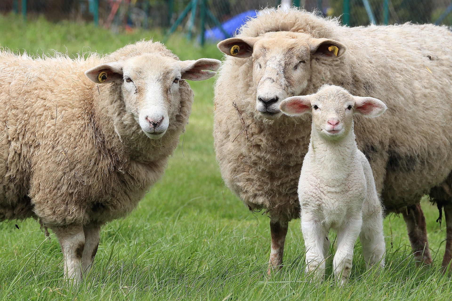 photo of lamb and two ewes